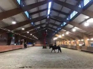 LED verlichting voor paardentraining